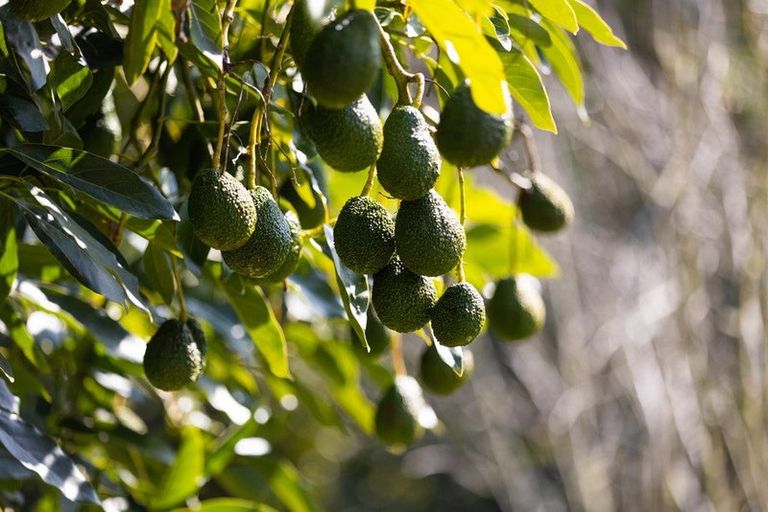 Photo of property in 356 Belk Road, Omanawa, Tauranga, 3171