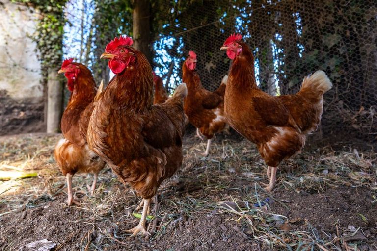 Photo of property in 19 Thomsons Ford Road, Thomsons Ford, Blenheim, 7272