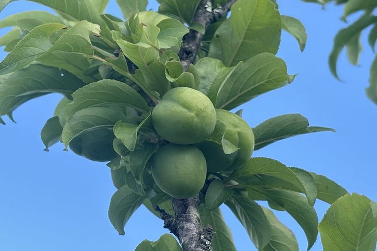 Photo of property in 10/6 Campbell Close, Whangamata, 3620