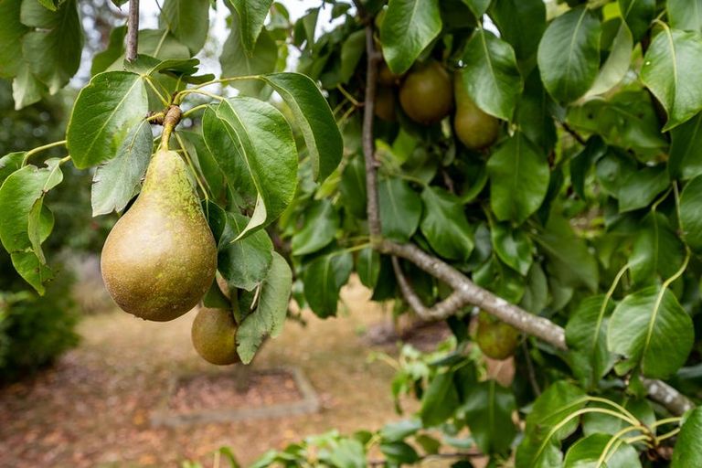 Photo of property in 28 Grove Avenue, Weston, Oamaru, 9401