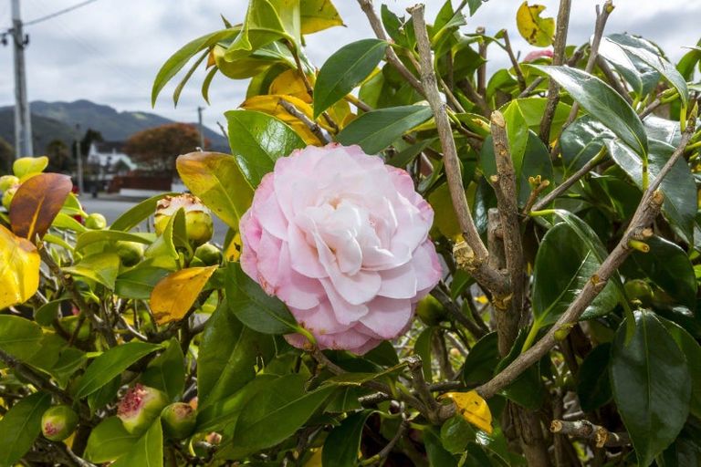 Photo of property in 2/32 Islington Street, Trentham, Upper Hutt, 5018