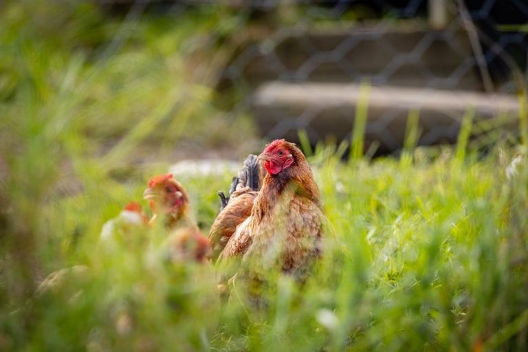 Photo of property in 1725c Ruapekapeka Road, Kawakawa, 0210