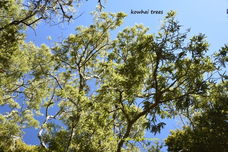 Photo of property in 196 Metcalfe Road, Matakohe, 0593