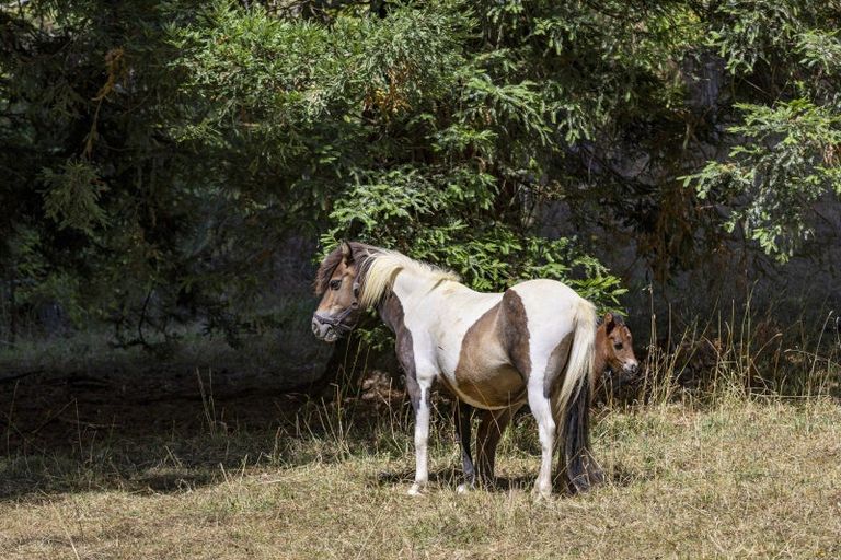 Photo of property in 944 Old Mountain Road, Waitetuna, Raglan, 3295