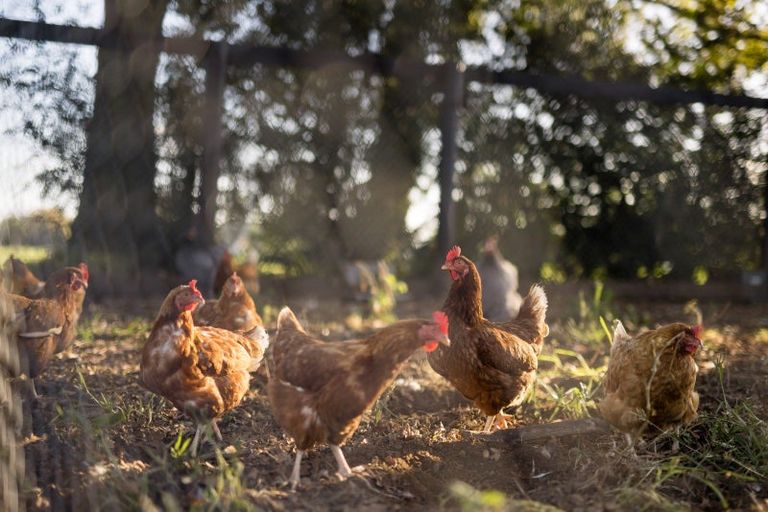 Photo of property in 302c State Highway 26, Newstead, Hamilton, 3286