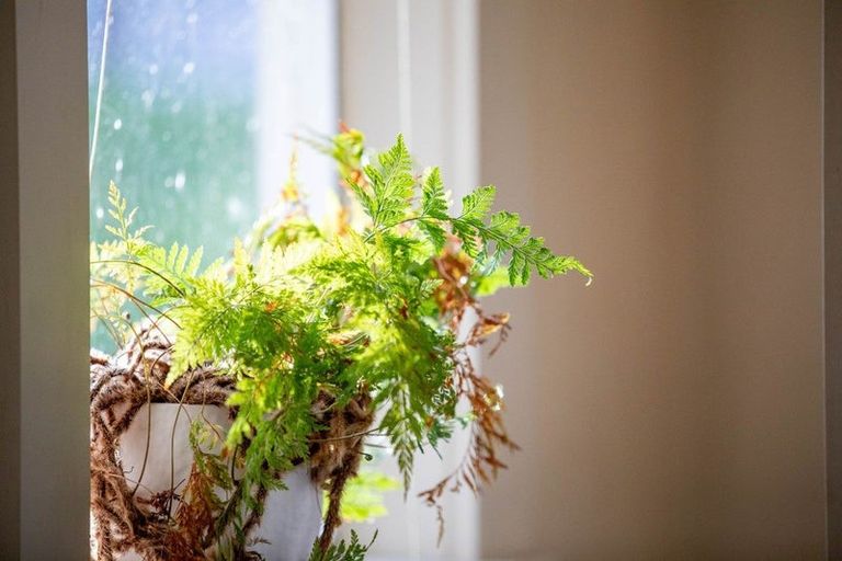 Photo of property in 147 Renown Road, Waikokowai, Huntly, 3771