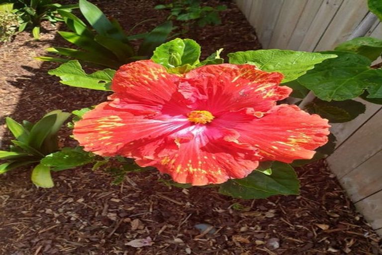 Photo of property in 5 Greta Banks Place, Wattle Downs, Auckland, 2103