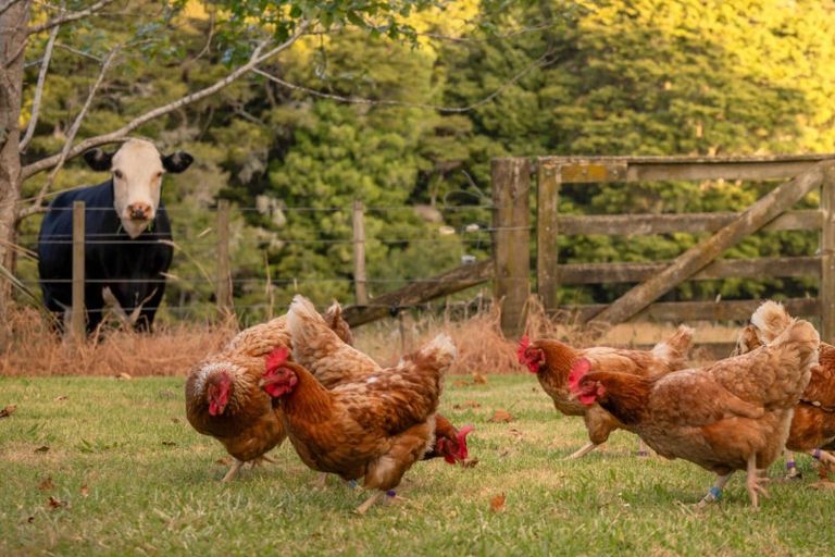 Photo of property in 561 Whangaripo Valley Road, Whangaripo, Wellsford, 0972