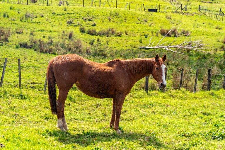 Photo of property in 15 Witheford Road, Wharehine, Wellsford, 0973