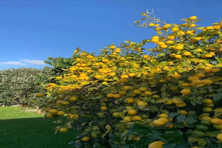 Photo of property in 20 Palermo Place, Clover Park, Auckland, 2023