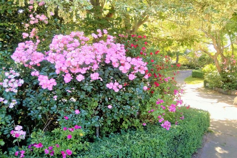 Photo of property in 31 Studholme Street, Temuka, 7920