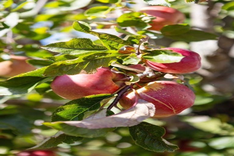 Photo of property in 20a Tiora Place, Upper Riccarton, Christchurch, 8041