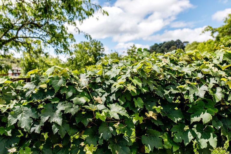 Photo of property in 1 Owen Road, Kawerau, 3127