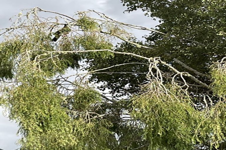 Photo of property in 28 Cook Flat Road, Fox Glacier, 7886