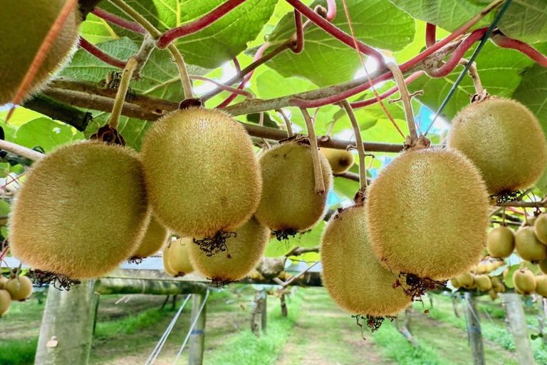 Photo of property in 29 I'anson Road, Minden, 3179