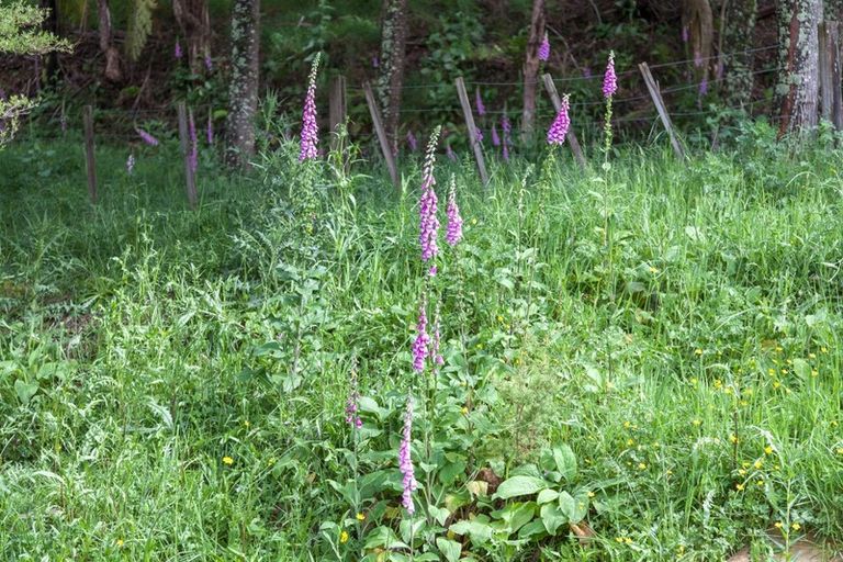 Photo of property in 195 Kapowai Road, Whenuakite, Whitianga, 3591