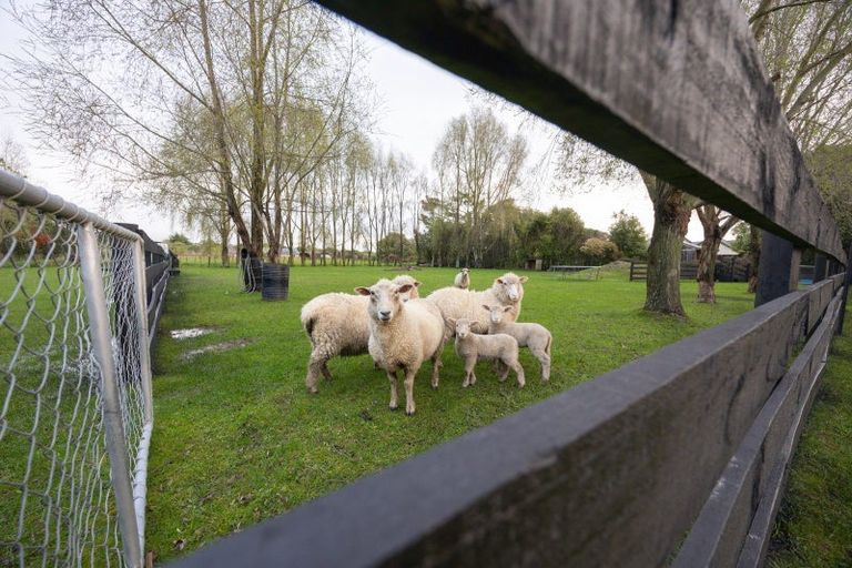 Photo of property in 136 Tutaki Road, Kelvin Grove, Palmerston North, 4470