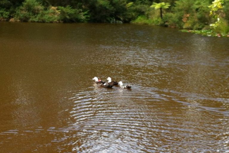 Photo of property in 196 Pukekohe East Road, Pukekohe East, Pukekohe, 2677