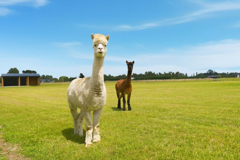 Photo of property in 944b Weedons Ross Road, West Melton, Christchurch, 7671