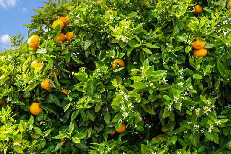 Photo of property in 46 Cawthron Crescent, Annesbrook, Nelson, 7011