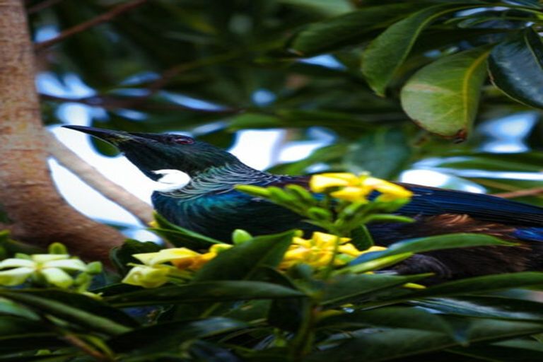 Photo of property in 20 Dawn View Place, Minden, Tauranga, 3176