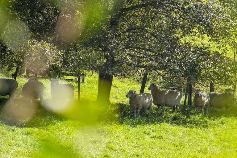 Photo of property in 91 Travers Road, Te Kauwhata, 3782