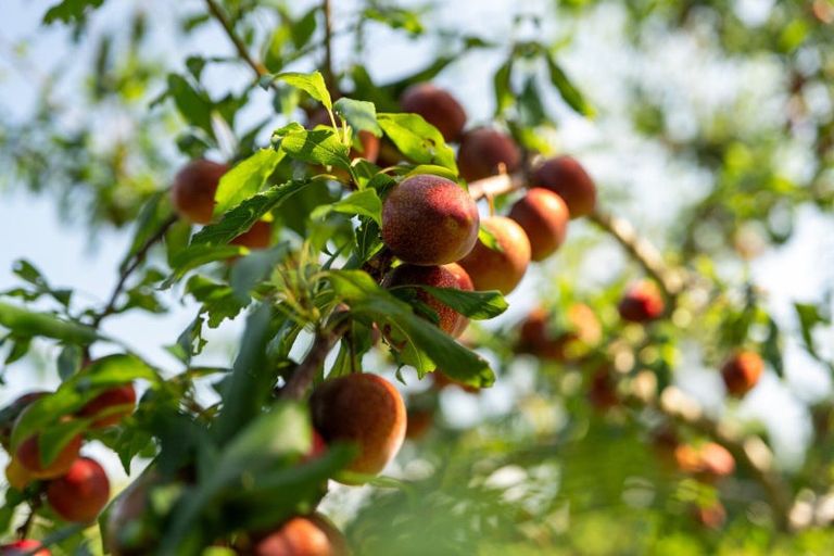 Photo of property in 10a Bridgman Lane, Tanners Point, Katikati, 3177