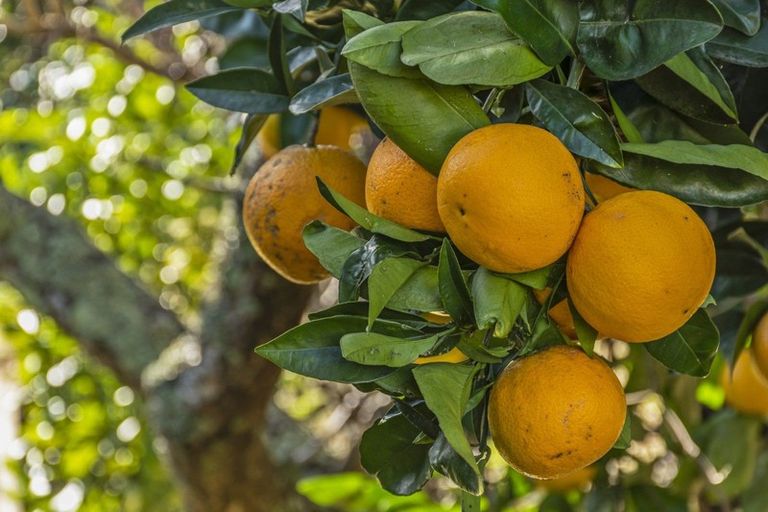 Photo of property in 75 Watling Street, Gate Pa, Tauranga, 3112