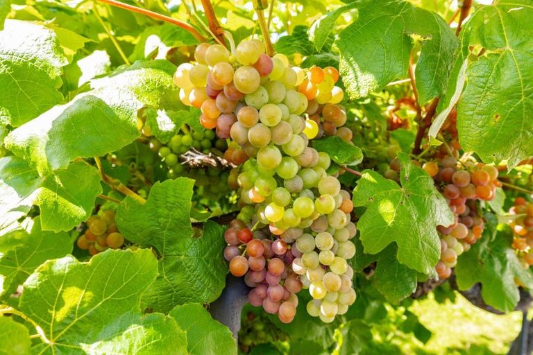 Photo of property in 5 Cook Street, Havelock, 7100