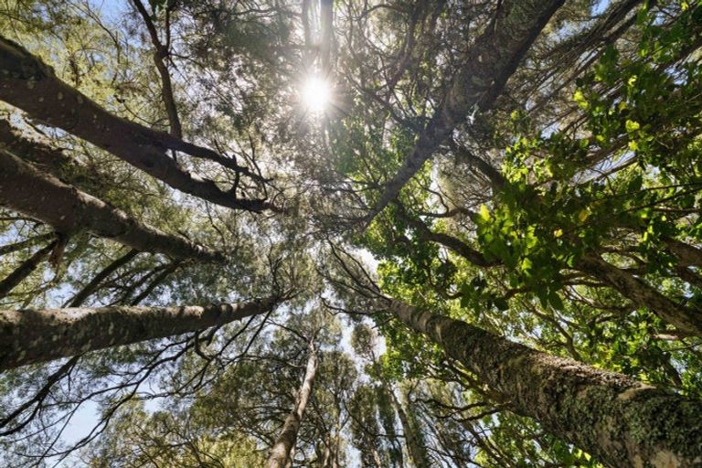 Photo of property in 2447 Port Waikato-waikaretu Road, Waikaretu, Tuakau, 2695