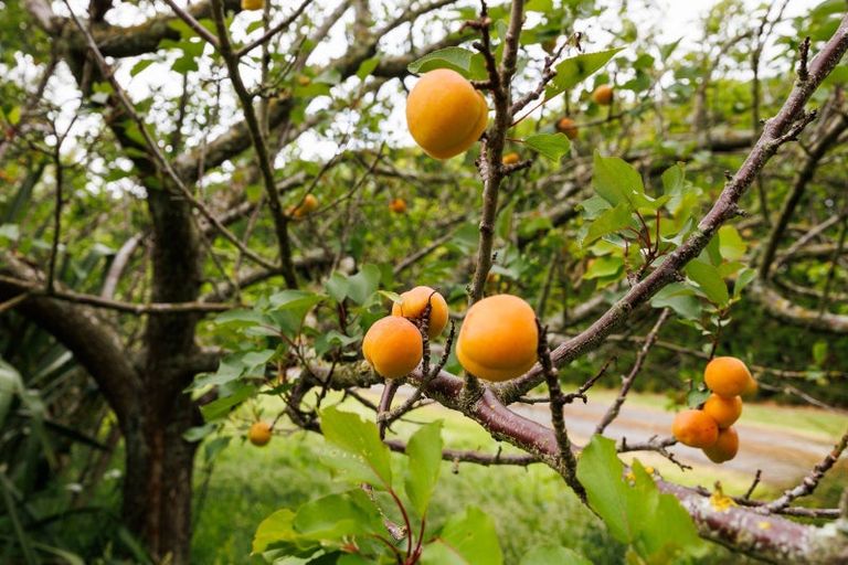 Photo of property in 852 Penny Road, Sanson, Palmerston North, 4479