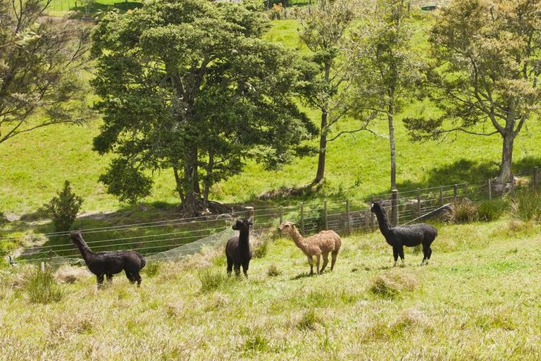 Photo of property in 172 Old Parua Bay Road, Abbey Caves, Whangarei, 0175