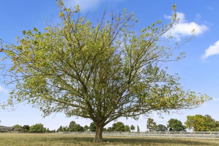 Photo of property in 228a State Highway 26, Newstead, Hamilton, 3286