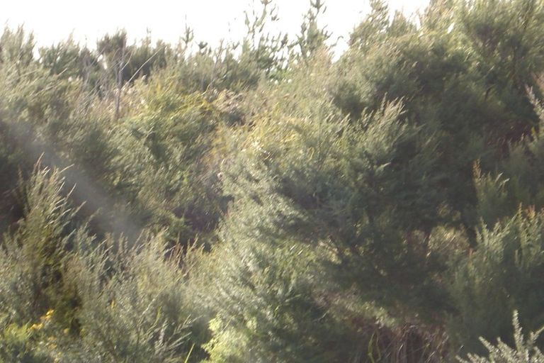 Photo of property in 336 Matai Bay Road, Karikari Peninsula, Kaitaia, 0483