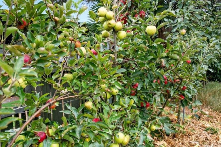 Photo of property in 82 Tawari Street, Matamata, 3400