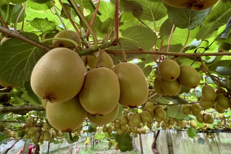 Photo of property in 29 I'anson Road, Minden, 3179