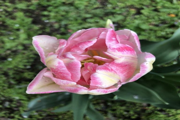 Photo of property in 6a Hart Street, Belleknowes, Dunedin, 9011