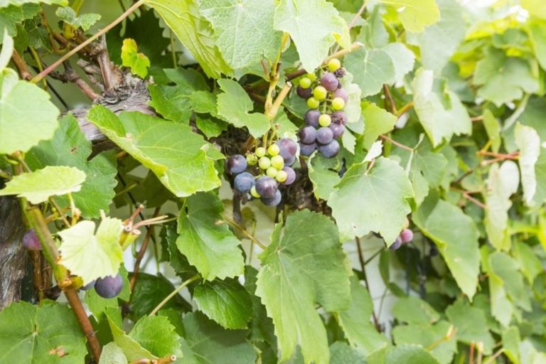 Photo of property in 5 Parera Grove, Heretaunga, Upper Hutt, 5018