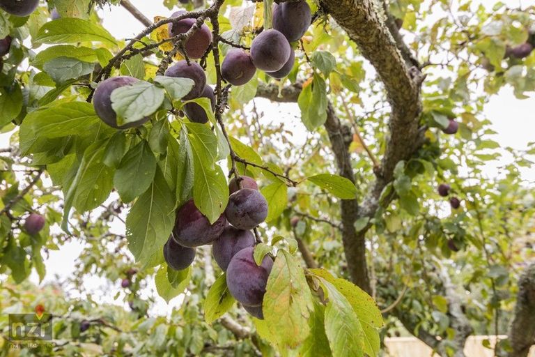 Photo of property in 208a South Street, Feilding, 4702