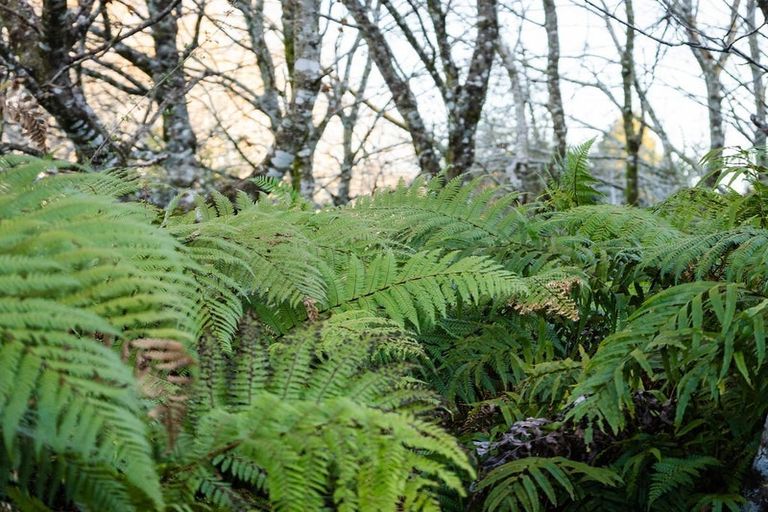 Photo of property in 754 Rutherglen Road, Marsden, Greymouth, 7872