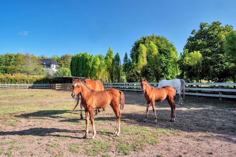 Photo of property in 59a Goldflats Lane, Coatesville, Albany, 0793