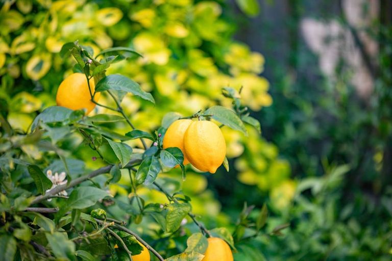 Photo of property in 135a Lake Crescent, Hamilton Lake, Hamilton, 3204