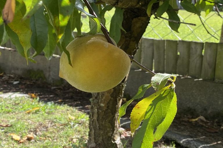 Photo of property in 67 Ranfurly Street, Dargaville, 0310