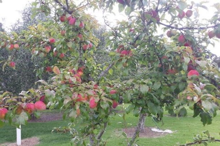 Photo of property in 41 Cory Road, Kaukapakapa, 0873