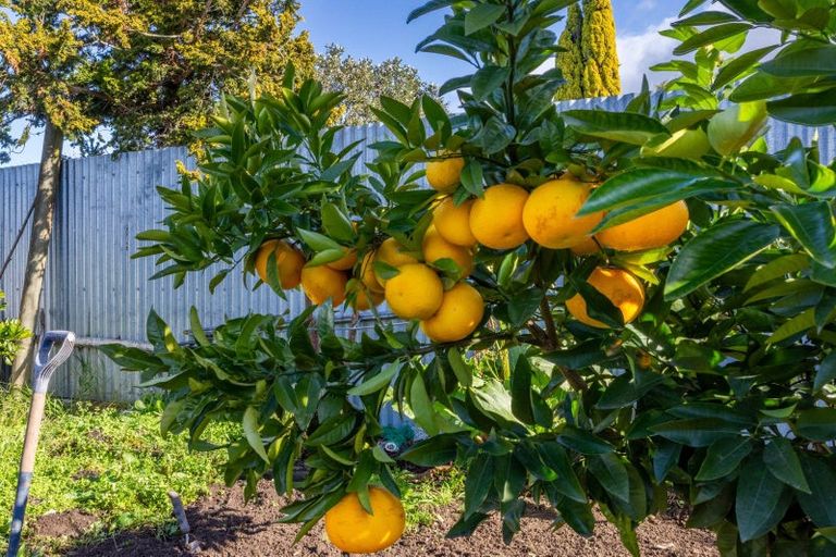 Photo of property in 15 Mitchell Street, Waipukurau, 4200