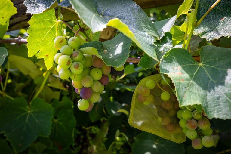 Photo of property in 13 Wallace Place, Tauriko, Tauranga, 3110