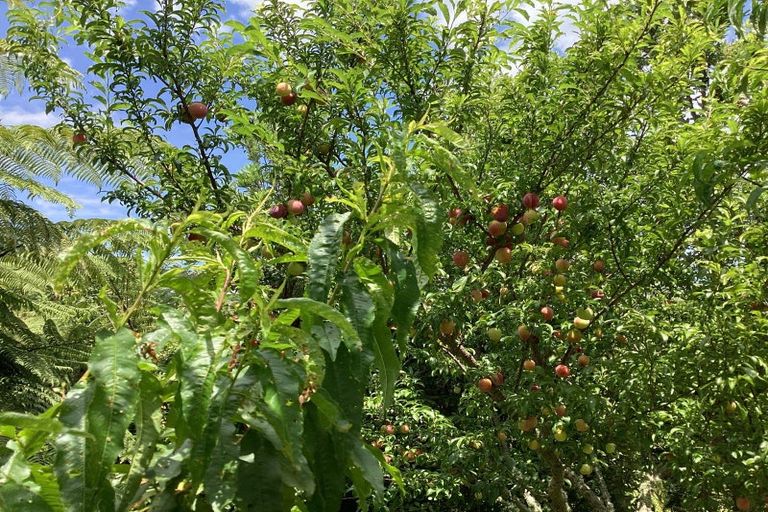 Photo of property in 5a Tui Grove, Oakura, 4314