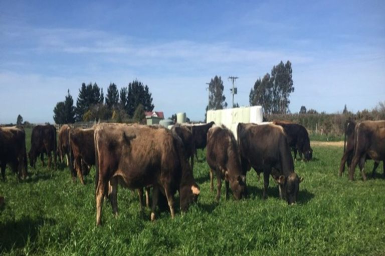 Photo of property in 27 Laings Road, Tinwald, Ashburton, 7775