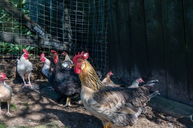 Photo of property in 22 Umuroa Street, Mamaku, 3020