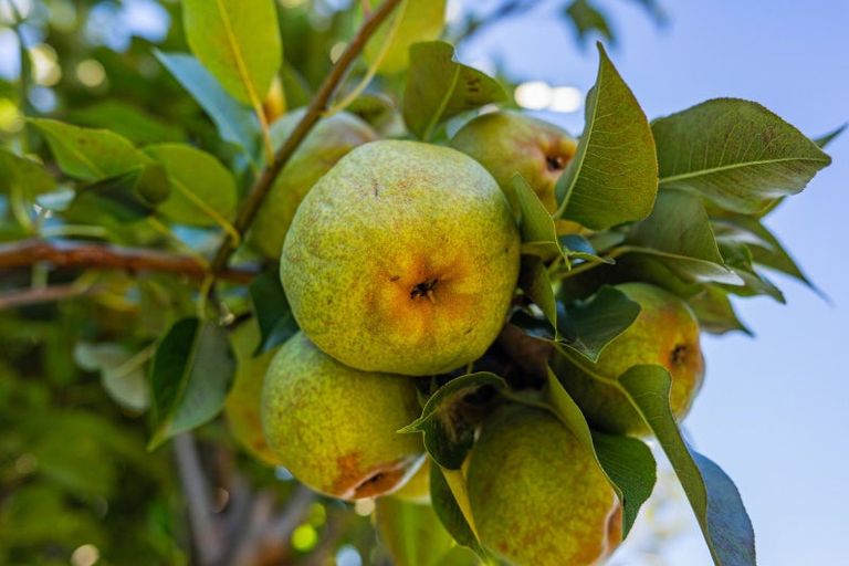 Photo of property in 71 Weld Street, Redwoodtown, Blenheim, 7201